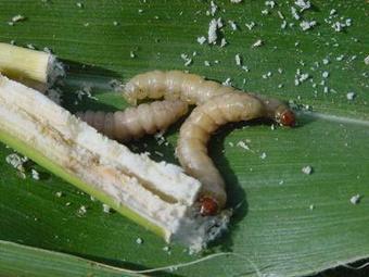 En 2013, un papillon mettait en échec les maïs OGM Bt | EntomoScience | Scoop.it