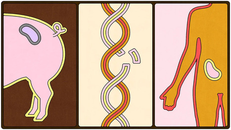 HEALTH: How pig-organ transplants might soon save lives | Revue de presse - Club DEMETER | Scoop.it