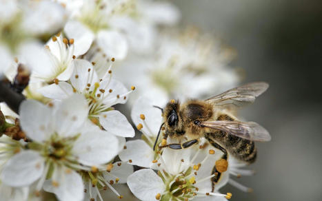 Les conséquences de la pollution sur la pollinisation | Biodiversité | Scoop.it