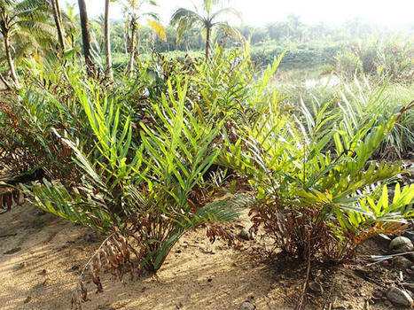 Liste rouge des espèces menacées en France : cote d’alerte pour la flore de La Réunion | Ecosystèmes Tropicaux | Scoop.it