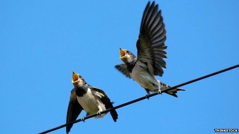 The surprising uses for birdsong | Science News | Scoop.it