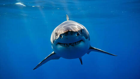 Les scientifiques sont perdus : l’ADN du grand requin blanc révèle un paradoxe que rien ne peut expliquer | Biodiversité - @ZEHUB on Twitter | Scoop.it