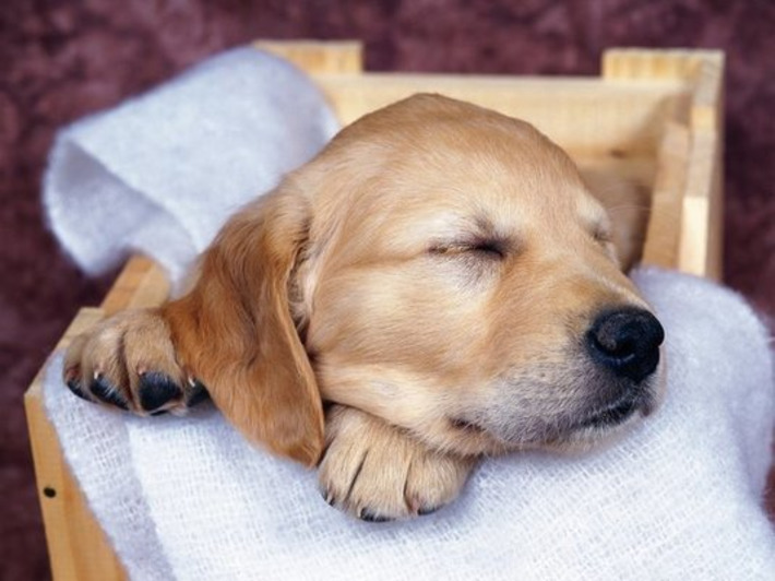 Do You Love Your Dog More Than Humans? | The Health Report | Scoop.it