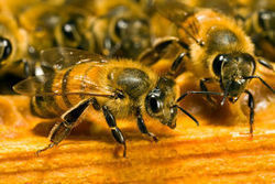 Pollinisateurs: Bruxelles plie face à l’industrie - Journal de l'environnement (Ab) | GREENEYES | Scoop.it