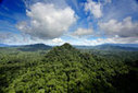 The year in rainforests | BIODIVERSITY IS LIFE  – | Scoop.it