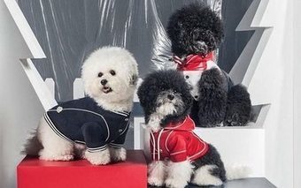 La doudoune Moncler désormais disponible pour les chiens | Les Gentils PariZiens | style & art de vivre | Scoop.it