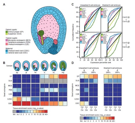 Commentary: Widespread contamination of Arabidopsis embryo and endosperm transcriptome datasets | The Plant Cell | Scoop.it