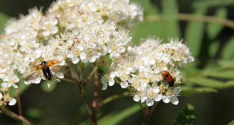Suomen Metsäyhdistys ry | 1Uutiset - Lukemisen tähden | Scoop.it