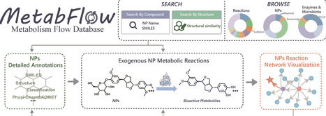 MetabFlow: a comprehensive metabolic map for exogenous natural products | nar | RMH | Scoop.it