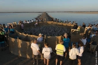 500 poussins de flamants roses bagués mercredi 9 août 2017 sur les salins d'Aigues-Mortes  | Camargue Nature | Scoop.it