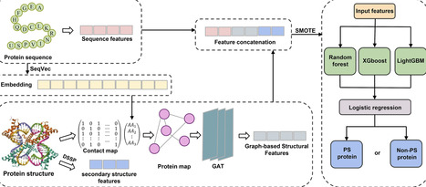 MuFGPS: enhancing liquid&ndash;liquid phase separation protein prediction through multi-level features and ensemble learning | bft | RMH | Scoop.it