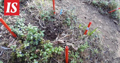 T&ouml;rke&auml; temppu H&auml;meenlinnassa &ndash; kuka vei tuhansien eurojen arvoiset kukat? | 1Uutiset - Lukemisen t&auml;hden | Scoop.it