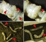 Efficient disruption of endogenous Bombyx gene by TAL effector nucleases - Insect Biochemistry and Molecular Biology | TAL effector science | Scoop.it