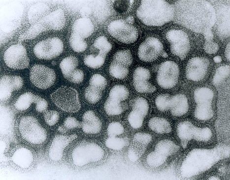 Researchers reveal how the influenza A more effectively infect its hosts | Virology News | Scoop.it
