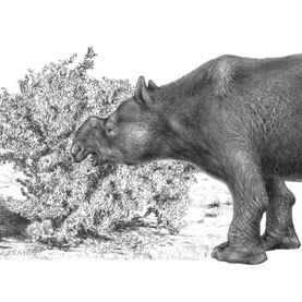 Australian Mammal Extinctions Tied to Human Hunting, Not Climate Change | Amazing Science | Scoop.it