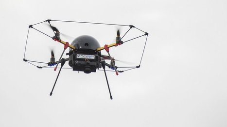 Pilotes de drone, attention aux oiseaux ! | Les oiseaux au gré du vent | Scoop.it