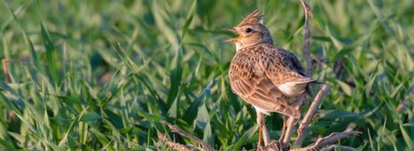 Biodiversité : un phénomène d'uniformisation des communautés d'oiseaux est enclenché | Biodiversité | Scoop.it