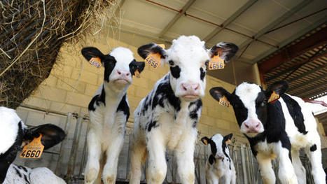 Une crise de l’offre pour le veau d’engraissement | Actualité Bétail | Scoop.it