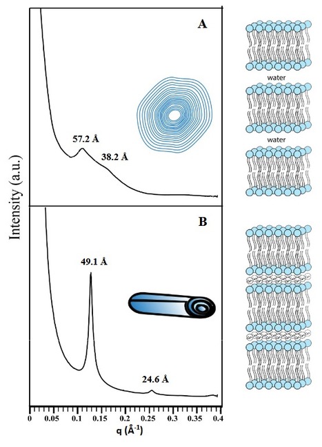 Les cochl&eacute;ates &ndash; un exemple de la versatilit&eacute; des syst&egrave;mes lipidiques | Life Sciences Universit&eacute; Paris-Saclay | Scoop.it