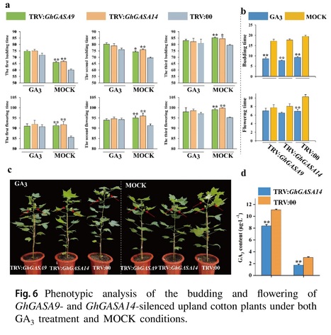 GhGASA14 regulates the flowering time of upland cotton in response to GA3  | Plant hormones (Literature sources on phytohormones and plant signalling) | Scoop.it