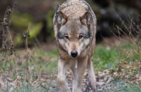 Loup : un arrêté expérimental soutenu par Emmanuelle Fontaine-Domeizel et Pascale Boyer - Haute Provence Info | Loup | Scoop.it
