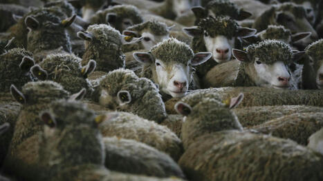 Élevage : la France s’apprête à affronter un nouveau type de fièvre catarrhale ovine | Actualité Bétail | Scoop.it