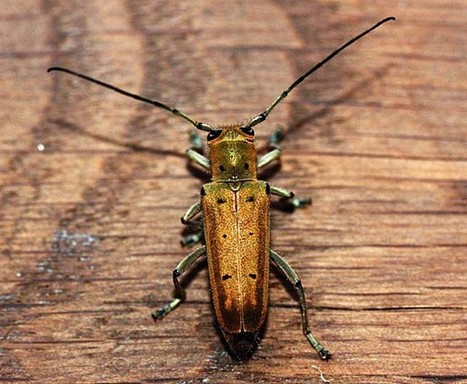 Col&eacute;opt&egrave;re Longicorne | Vari&eacute;t&eacute;s entomologiques | Scoop.it