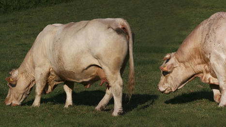 Nouvel index de précocité sexuelle en charolais | Actualités de l'élevage | Scoop.it