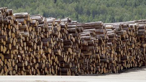 Institutional investors are axing timber allocations, but some question if the timing is right | Timberland Investment | Scoop.it