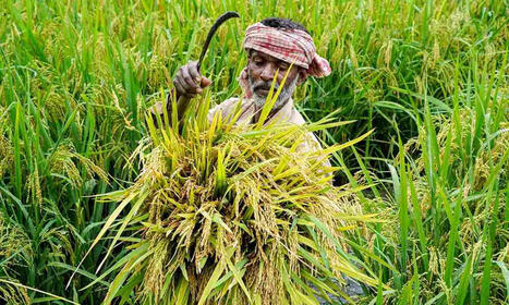 INDIA : Why the next six-month period is critical for agriculture | ASIES | Scoop.it
