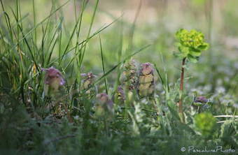 Flore de Camargue: Lamium purpureum, Lamier pourpre | Camargue Nature | Scoop.it