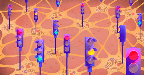 How the Brain Balances Excitation and Inhibition | Thinking Clearly and Analytically | Scoop.it