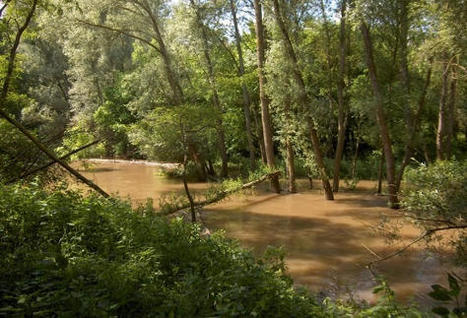Gestion de la végétation riveraine des cours d'eau en France  - Flash Info du Centre de Ressources Loire nature - Mars 2021 | Biodiversité | Scoop.it
