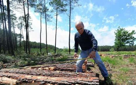 Environnement : les Landes sont-elles vertes ? | Landes | Scoop.it