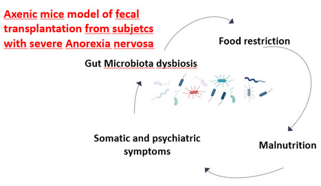 Les symptômes de l'anorexie mentale sont induits dans un modèle de souris axéniques après transfert du microbiote fécal de patientes | Life Sciences Université Paris-Saclay | Scoop.it