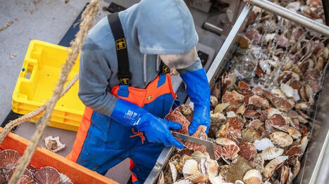 Coquille Saint-Jacques&nbsp;: les Normands veulent cr&eacute;er une deuxi&egrave;me baie de Seine au large | HALIEUTIQUE MER ET LITTORAL | Scoop.it