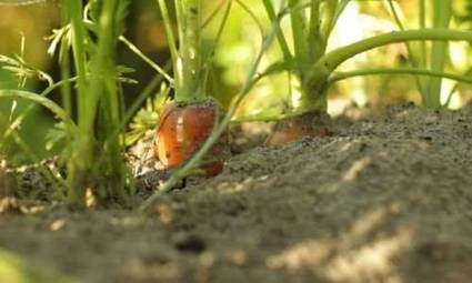 Orti urbani: a Roma 150 nuovi orti per una citta' piu' verde - greenMe.it | Orto, Giardino, Frutteto, Piante Innovative e Antiche Varietà | Scoop.it