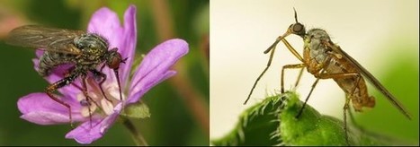 Pollinisation : quand les diptères prennent le relais des abeilles | EntomoScience | Scoop.it