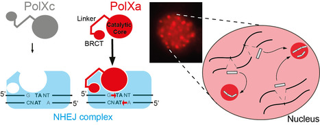 Paramecium PolX DNA polymerases keep the genome safe during programmed rearrangements | I2BC Paris-Saclay | Scoop.it