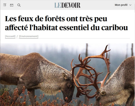 https://www.ledevoir.com/environnement/797208/les-feux-de-forets-ont-tres-peu-affecte-l-habitat-essentiel-du-caribou? | Ils parlent de nous ! | Scoop.it