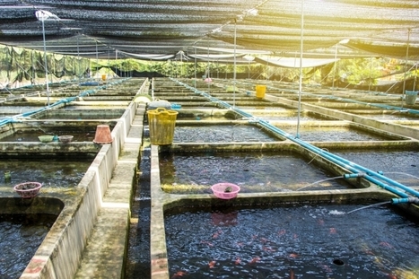 L’aquaculture, une alternative à la pêche bientôt durable ? | HALIEUTIQUE MER ET LITTORAL | Scoop.it