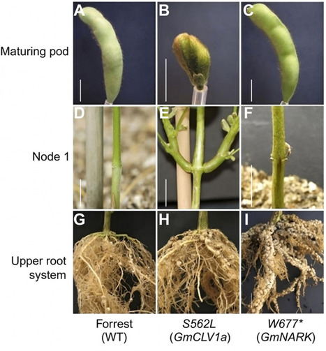 Identification of Key Signaling Genes in Soybean-Rhizobium Interaction | Plant-Microbe Symbiosis | Scoop.it