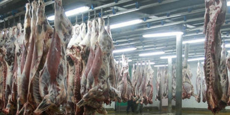 Gestion des abattoirs : les communes aux abonnés absents | La Gazette des abattoirs | Scoop.it