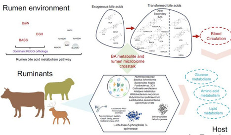 Rumen microbiome-driven insight into bile acid metabolism and host metabolic regulation | isme | RMH | Scoop.it