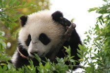 What SEO Experts Advise For Those Penalized By Google's Farmer Update | Google Penalty World | Scoop.it