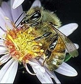 Bees - Facts About Bees - Types of Bees - PestWorldforKids.org | Hobby, LifeStyle and much more... (multilingual: EN, FR, DE) | Scoop.it