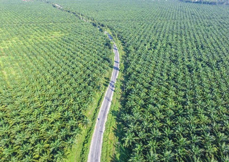 INDONÉSIE - ÉCONOMIE : L'huile de palme impopulaire chez les agriculteurs indonésiens | ITERG - Veille sectorielle | Scoop.it