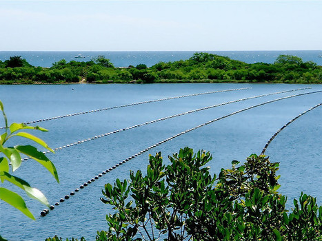Open-Source Seafarming: A Blue Revolution in Costa Rica? | Radical Social Entrepreneurs | Peer2Politics | Scoop.it