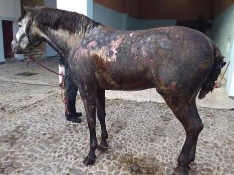 Arde un cami&oacute;n con caballos de la Guardia Civil - El Mundo | Caballo, Caballos | Scoop.it