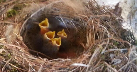 "Les petits ne sont pas pr&eacute;par&eacute;s &agrave; de telles chaleurs" : quand la canicule affaiblit les mammif&egrave;res et les oiseaux - ICI | Environnement - &Eacute;nergie | Scoop.it